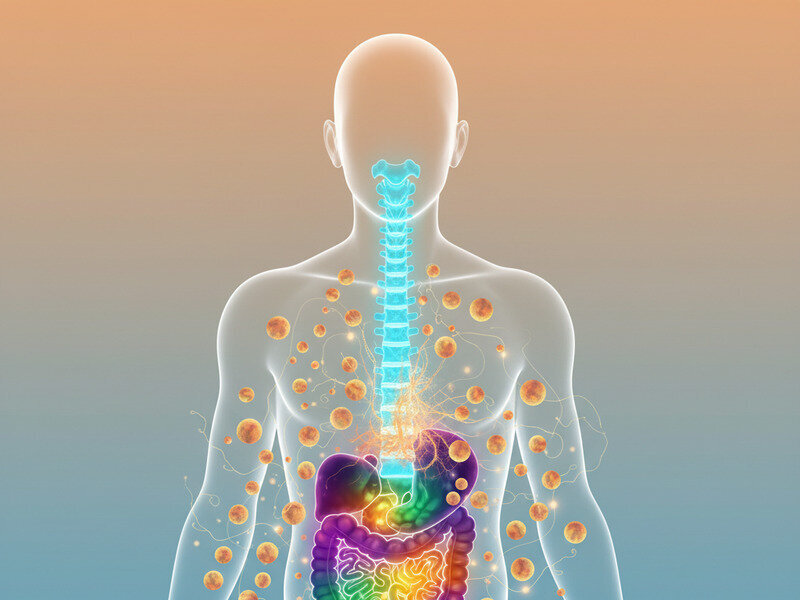 The Gut–Immune–Spine Axis: Three Systems Working as One hero image